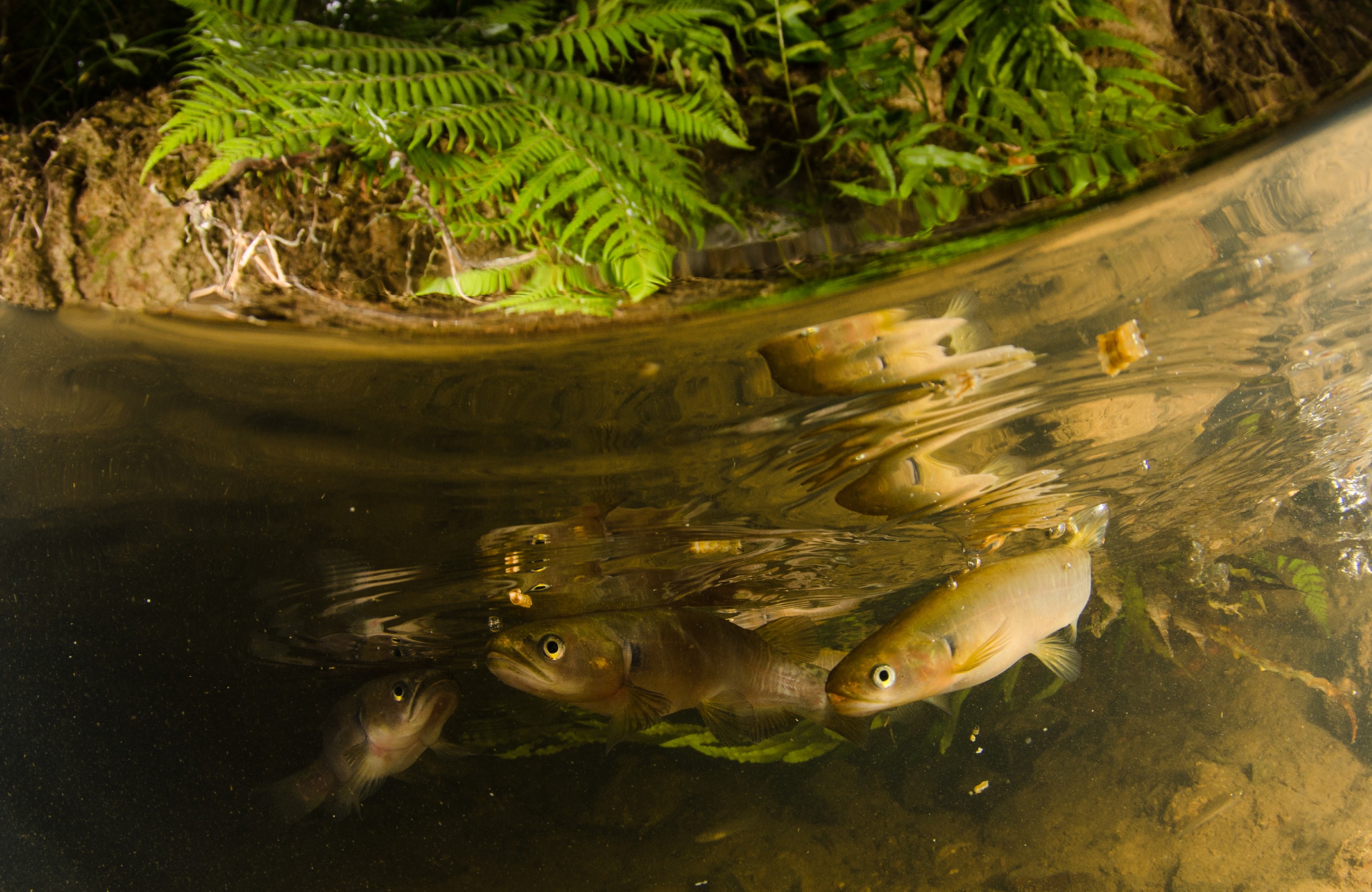 DSC_5428 – Banded, kokopu, Galaxias, fasciatus, home, kaiatea, stream, Crispin, new, zealand, new zealand, freshwater, streams, stream, rivers, galaxid